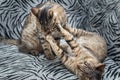 Two cats playing together portrait Royalty Free Stock Photo