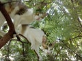 Two cats playing tree climbing