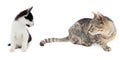 Two cats playing on white Royalty Free Stock Photo