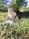 Two cats playing in the yard Royalty Free Stock Photo