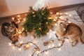 Two cats plays near the Christmas tree. Royalty Free Stock Photo