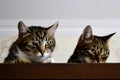 Two cats are plotting something Royalty Free Stock Photo