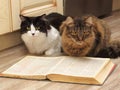 Two Cats Reading a Book Royalty Free Stock Photo