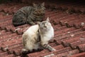 Two cats on Red roof Royalty Free Stock Photo