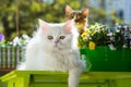 Cats on the summer balcony