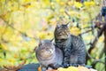 Two cats relaxing in the garden