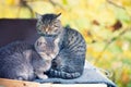 Two cats relaxing in the garden