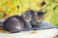 Two cats relaxing in the garden