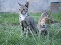 two cats relaxing and joking in the afternoon Royalty Free Stock Photo