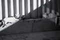 Two cats rest on the blind area of a rural slate fence. BW photo