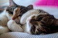 Cats resting in a comfortable position on a white bed Royalty Free Stock Photo