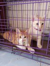 Two Cats Resting Inside a Purple Metal CageÂ  Royalty Free Stock Photo
