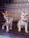 Two Cats Resting Inside a Purple Metal CageÂ  Royalty Free Stock Photo