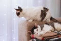 Two cats are resting on a sofa with some plaids at home on a background window with white curtain and lights Royalty Free Stock Photo