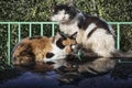 Two cats on a roof of the car in sunny day