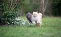 Two cats running around in the back yard playing Royalty Free Stock Photo