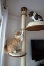 Two cats on scratching post Royalty Free Stock Photo