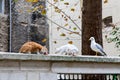 Two cats and seagull in Istanbul, Turkey. Homeless cats. Homeless animals theme. homeless stray street cat eating food Royalty Free Stock Photo