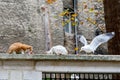 Two cats and seagull in Istanbul, Turkey. Homeless cats. Homeless animals theme. homeless stray street cat eating food Royalty Free Stock Photo