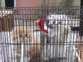 Two cats seeing a caged bird Royalty Free Stock Photo