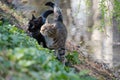 Two cats on the shore of the pond