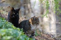 Two cats on the shore of the pond