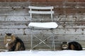 Two cats sit next to a chair in winter in front of a wooden wall