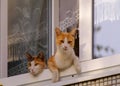 Two cats sit on the window. Royalty Free Stock Photo