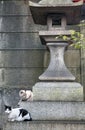 Two cats sitting on the base of stone lantern. Kyoto. Japan Royalty Free Stock Photo