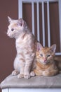 Two cats sitting on a chair Royalty Free Stock Photo