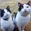 Two Cats Sitting On Doorstep