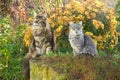 Two cats sitting on the grass near the bush of yellow chrysanthemums in the garden. Maine Coon cat and gray cat Royalty Free Stock Photo
