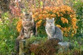 Two cats sitting on the grass near the bush of yellow chrysanthemums in the garden. Maine Coon cat and gray cat Royalty Free Stock Photo