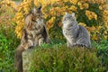 Two cats sitting on the grass near the bush of yellow chrysanthemums in the garden. Maine Coon cat and gray cat Royalty Free Stock Photo