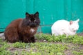 two cats are sitting on the grass near the fence Royalty Free Stock Photo