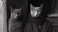 Two cats are sitting next to each other in a black and white photo, AI Royalty Free Stock Photo