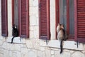 Two cats sitting outside the window sill of a stone house and peeping inside the house Royalty Free Stock Photo