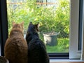 Two cats sitting side by side by the window, peacefully watching the garden together Royalty Free Stock Photo