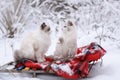 Two cats are sitting in a sleigh in the forest Royalty Free Stock Photo