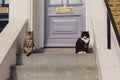 Two cats sitting on the stoop outside house