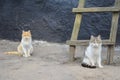 Two cats are sitting on the street Royalty Free Stock Photo