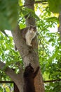 Two cats sitting on a tree in green garden. Two cats on tree hidden in leaves Royalty Free Stock Photo