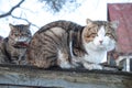 Two cats on a wooden fence Royalty Free Stock Photo