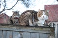 Two cats on a wooden fence Royalty Free Stock Photo