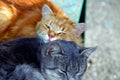 Two cats sleep on a bench outside Royalty Free Stock Photo