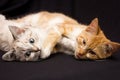 Two cats sleep in an Royalty Free Stock Photo