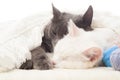 Two cats sleep Royalty Free Stock Photo