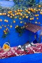 Cats sleeping next to a blue painted street house in the medina of Chefchaouen, Morocco Royalty Free Stock Photo