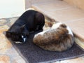 Two Cats Sleeping on a Mat