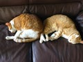 Two cats sleeping on sofa with copy space Royalty Free Stock Photo